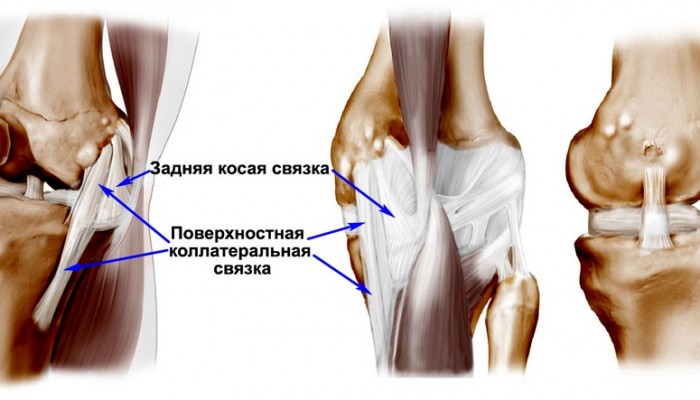 anatomy