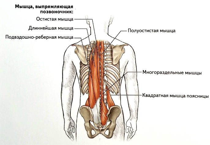 myshtsa-vypryamlyayushhaya-pozvonochnik-mnogorazdelnye-myshtsy-i-kvadratnaya-myshtsa-poyasnitsy